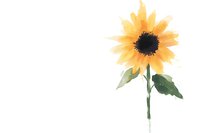 Single watercolor sunflower with green leaves and stem on white background, delicate botanical art style with soft yellow petals and dark center.