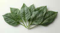 Fresh green spinach leaves arranged in fan shape on white background, showing detailed leaf texture and veins. Isolated organic produce for healthy eating concept.