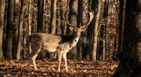 Majestic fallow deer buck with large antlers standing in golden sunlit forest among tall trees during autumn season for wildlife photography and nature content.
