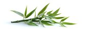 Fresh green bamboo branch with pointed leaves on white background, natural zen element isolated for wellness and spa designs.