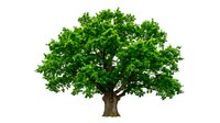 Large green oak tree with dense foliage isolated on white background for environmental design projects and nature graphics.