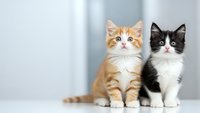 Two adorable kittens sitting together, orange tabby and black white tuxedo cats, fluffy domestic pets for veterinary care, animal adoption campaigns.