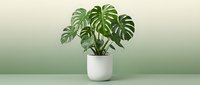 Monstera deliciosa houseplant with split leaves in white ceramic pot on green gradient background for modern interior decor and botanical design projects.