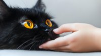 Black cat with bright amber eyes receiving gentle affection from human hand against light background, showing tender connection between pet and owner.