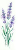 Watercolor lavender flowers with green stems and leaves on white background, botanical illustration for wedding invitations and home decor projects.