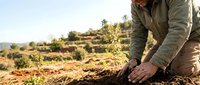 Farmer in olive grove planting young sapling in soil, sustainable agriculture and organic farming practice for crop cultivation and environmental conservation.