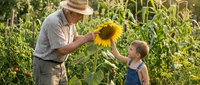 Grandfather and grandson enjoying sunflower in organic garden during summer harvest season. Family farming and gardening together outdoors.