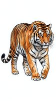 Walking tiger with orange and black stripes, isolated on white background. Hand-drawn illustration suitable for wildlife designs, educational materials, and print applications.