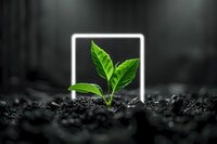 Young green plant sprout growing through soil inside glowing neon square frame. Creative nature concept for growth, innovation and environmental sustainability.