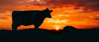 Silhouette of cattle against dramatic orange sunset sky in rural countryside landscape for agriculture and farming concepts.