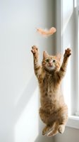 Playful orange tabby kitten jumping with paws raised trying to catch floating feather in bright indoor setting with natural window light.