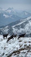 Wild chamois herd running across snowy alpine mountain slope with dramatic peaks in background during winter season in high altitude wilderness landscape.