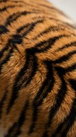 Close-up macro shot of tiger fur showing detailed orange and black striped pattern with natural texture for wildlife and nature design projects.