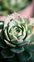 Close-up of green succulent plant with pink-tipped leaves in natural rosette pattern for botanical and gardening projects.