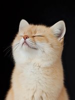 Adorable orange tabby kitten with closed eyes and peaceful expression on black background, perfect for pet care and animal lover designs.