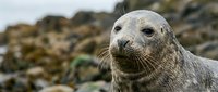 Gray seal pup with whiskers resting on rocky coastline. Marine mammal wildlife photography for nature and conservation projects.