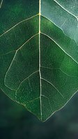 Macro shot of green leaf showing intricate vein pattern and natural texture. Delicate leaf structure with visible capillaries against dark background creates organic minimalist composition.