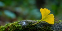 Single yellow ginkgo leaf resting on moss-covered stone in natural forest setting with soft blurred green background for autumn seasonal designs.