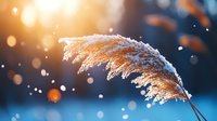 Snowy reed plume against blurred winter background with golden sunlight and bokeh effect, frost covered pampas grass in morning light creates dreamy nature scene.