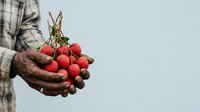 Farmer holding fresh red raspberries in hands against white background. Organic fruit harvest, agriculture, and farming concept for food and produce marketing.