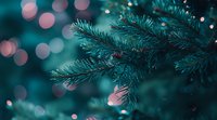Evergreen pine branch with soft bokeh lights in turquoise and pink tones creating magical winter holiday atmosphere. Festive nature background for seasonal designs.