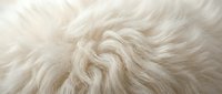 Soft cream-colored animal fur texture with natural swirling patterns and fluffy fibers creating cozy warmth for backgrounds and textile designs.