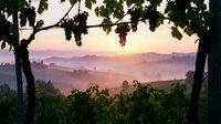 Grapevines frame misty valley landscape at sunrise with purple and golden light filtering through morning fog over rolling hills and vineyards.