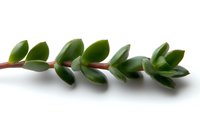 Fresh succulent branch with green fleshy leaves arranged in symmetrical pattern on white background, isolated botanical element for design.