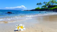 White plumeria flower on sandy tropical beach with gentle waves, palm trees, and volcanic rocks along pristine shoreline against blue ocean and sky background.