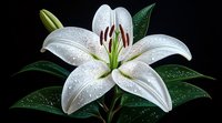 White lily flower with water drops on petals against black background, fresh blooming oriental lily with green leaves and stamens, macro floral photography.