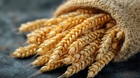 Golden ripe wheat ears spilling from rustic burlap sack on dark textured background, fresh harvested cereal crop showing agricultural abundance and bread making.