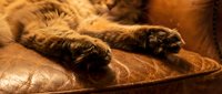 Cozy orange tabby cat paws resting on warm brown leather furniture in soft golden light creating peaceful domestic comfort scene.