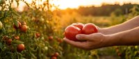 Fresh ripe tomatoes cupped in hands during golden hour harvest in organic garden with warm sunlight filtering through plants creating beautiful bokeh background.