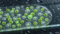 Green algae cells under microscope view showing circular microorganisms in laboratory petri dish for scientific research and biological studies.