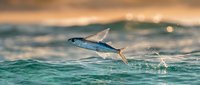 Flying fish leaping from ocean waves at sunset with golden light reflecting on water surface creating dramatic marine wildlife moment.
