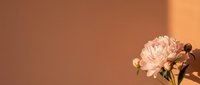 Soft pink peony flower against warm peachy orange gradient background with copy space for text and design projects in minimalist aesthetic style.