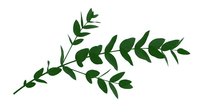Isolated green leafy branch with multiple stems and foliage on transparent background, suitable for design projects, botanical illustrations, and decorative applications.