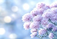 Delicate pink carnations against soft blue bokeh background create dreamy floral composition with gentle morning light and ethereal atmosphere.