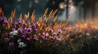 Purple wildflowers and golden grass stems in warm sunlight creating dreamy bokeh background for nature photography and seasonal outdoor designs.