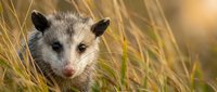 Young opossum in tall grass during golden hour sunset with warm natural lighting and shallow depth of field creating bokeh background for wildlife photography.