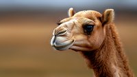 Close-up portrait of brown camel head with soft fur and gentle expression against blurred desert background for wildlife and nature projects.