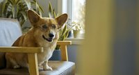 Happy corgi dog sitting on wooden chair indoors with houseplants in bright living room interior for pet lifestyle and home decor concepts.