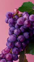 Fresh purple grape cluster with water drops on pink background, macro shot showing juicy ripe fruit texture and green vine leaves. Perfect for wine and food concepts.