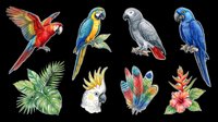 Colorful parrot collection featuring macaws and tropical birds isolated on transparent background, ready for t-shirt designs, clipart, stickers, sublimation and print-on-demand projects.