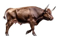 Brown bull with horns standing in profile view on white background, muscular body and powerful stance, isolated cutout for commercial design projects and advertising materials.