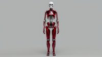 Human skeleton with red metallic robotic body standing upright on gray background, combining anatomy and futuristic technology for medical or sci-fi design.