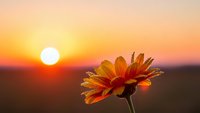 Orange daisy flower blooming at golden hour sunset with warm glowing light and soft bokeh background for nature photography and wellness content.