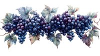 Fresh purple grape clusters with green leaves arranged in horizontal border composition, watercolor style artwork on white background, isolated design element.