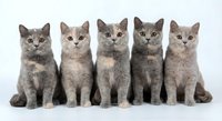 Five adorable British Shorthair kittens sitting in row on white background, gray and cream colored felines with round faces and plush coats.