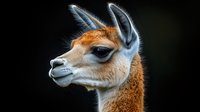 Side profile portrait of guanaco or llama head with soft brown fur against dark background showing detailed facial features and expressive eye. Suitable for wildlife themes.
